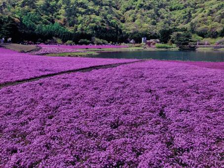 芝桜,ハナツメクサ, 芝桜,ハナツメクサ,の写真