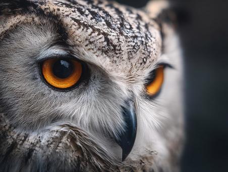 知恵と威厳を感じるフクロウの目線 知恵と威厳を感じるフクロウの目線の写真