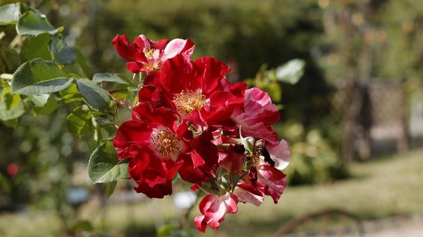 【花の写真】ばらの花 rose,植物,園芸の写真素材