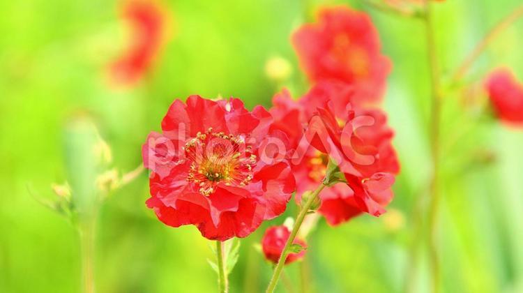  華やかで美しい　ジーアム（ゲウム） ジーアム,ゲウム,花の写真素材