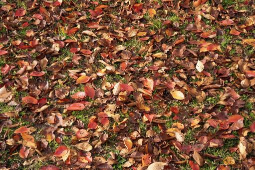 落ち葉のじゅたん 落ち葉,秋,晩秋の写真素材