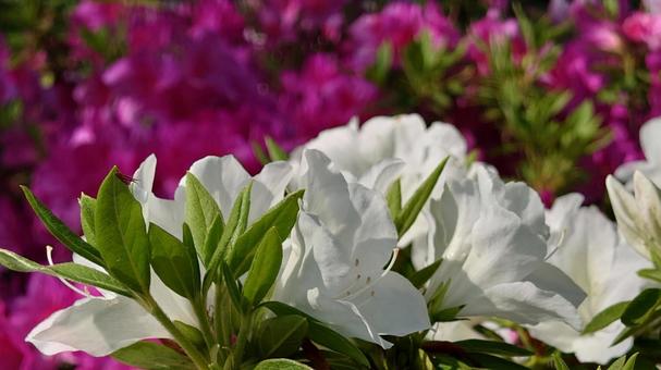 Photo, spring, azalea, it's beautiful, 