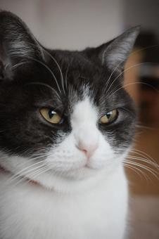 見つめる猫 見つめる猫 猫,ねこ,ネコの写真素材