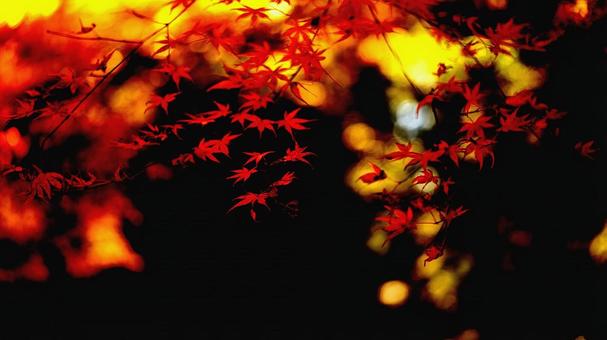 秋の楓 秋の楓の写真