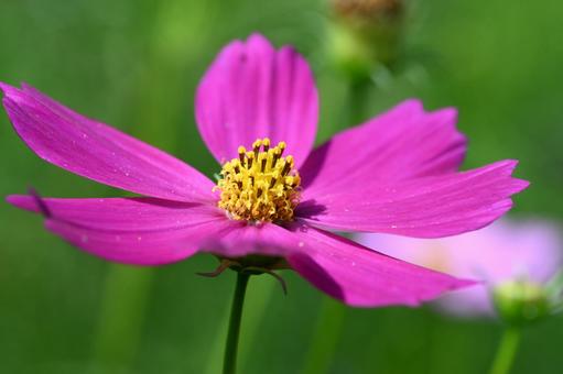 コスモス街道で撮ったコスモスの花 コスモス街道で撮ったコスモスの花の写真