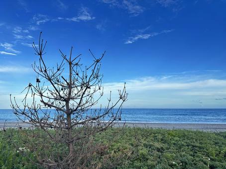 太平洋 海 晴れ 太平洋 海 晴れの写真