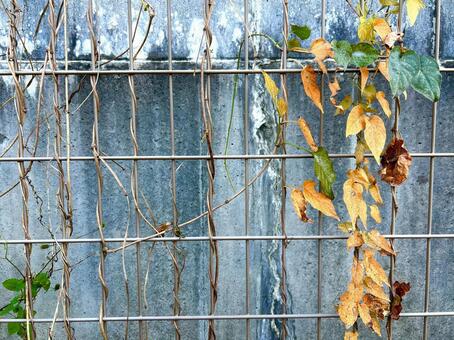 葉っぱと壁 壁,葉っぱ,葉の写真素材