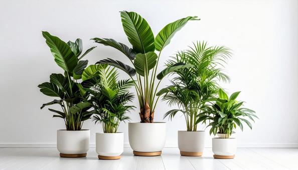 観葉植物 観葉植物の写真