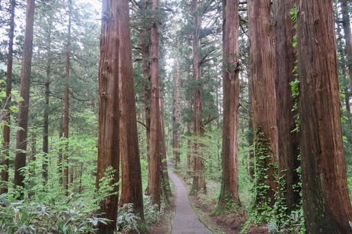 山道 山道 山間部,山間,山の写真素材