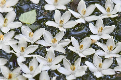 エゴノキの花 エゴノキの花の写真