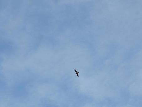 空を飛ぶ鳥 空を飛ぶ鳥の写真