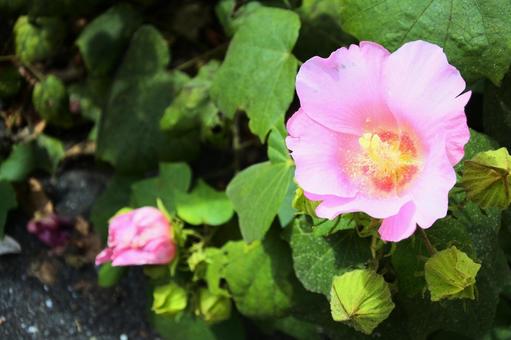 芙蓉 芙蓉,ふよう,花の写真素材