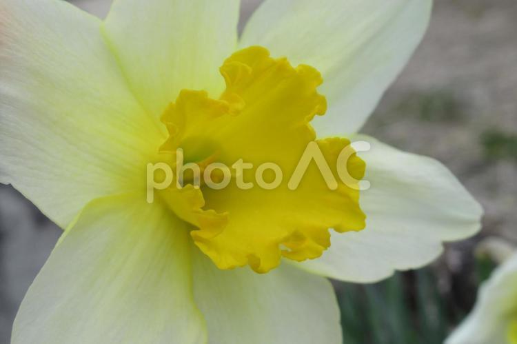 市民公園の花壇に咲くラッパスイセン拡大 ラッパスイセン,花,水仙の写真素材