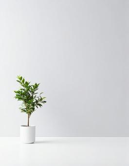 観葉植物と白い壁 観葉植物と白い壁の写真