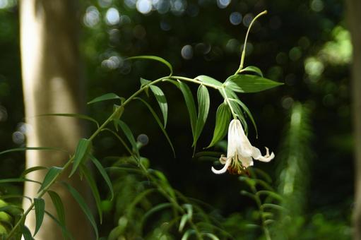 盛夏の風に揺れる大輪:ヤマユリ9 盛夏の風に揺れる大輪:ヤマユリ9 植物,ヤマユリ,山百合の写真素材