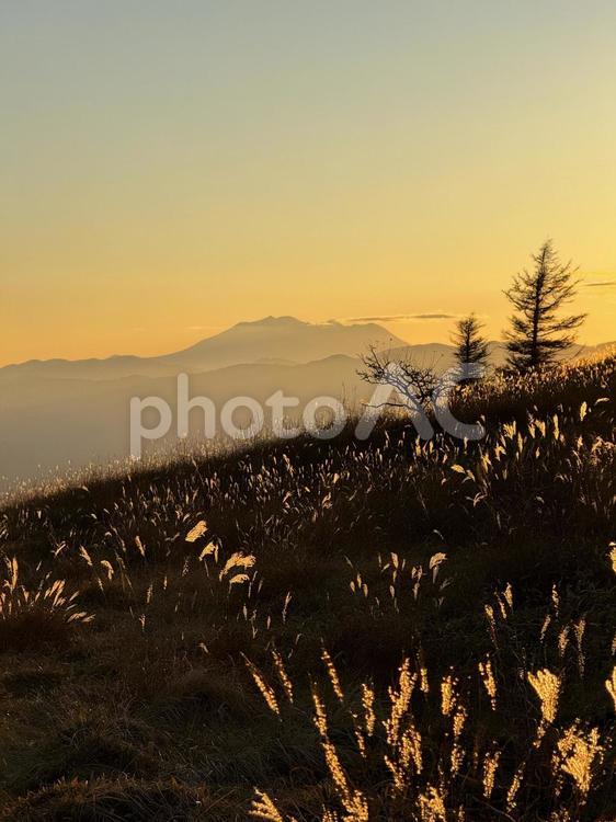 夕暮れの鉢伏山のススキ ススキ,薄,日没の写真素材