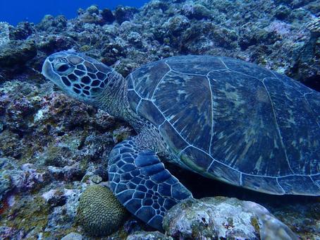 ウミガメ ウミガメ 珊瑚礁,珊瑚,海の写真素材