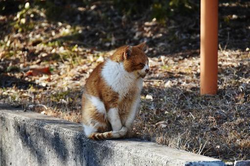 野良猫 野良猫 猫,野良猫,屋外の写真素材