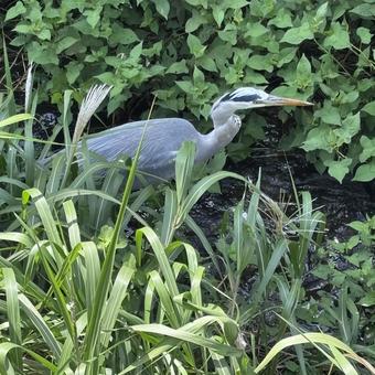 アオサギ アオサギ アオサギ,鳥,スピリチュアルの写真素材