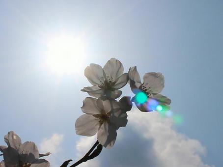 日本の花 日本の花の写真