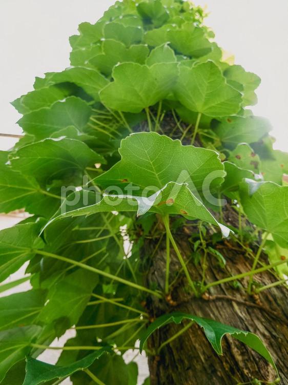 木に巻き付く蔓草 蔦,つた,植物の写真素材