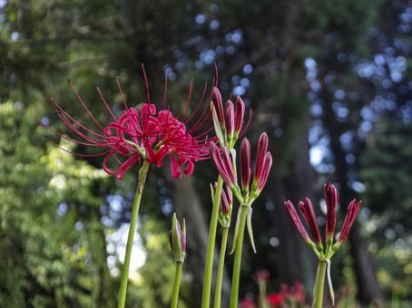 森のひかりに咲く朱の蕾 森のひかりに咲く朱の蕾 彼岸花,朱色,蕾の写真素材