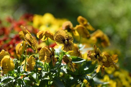 Violas blooming in Kamakura Park, JPG Violas blooming in Kamakura Park, JPG