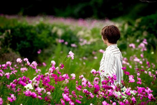 <素材>満開のコスモス畑と女の子 <素材>満開のコスモス畑と女の子 女性,コスモス,コスモス畑の写真素材