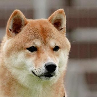 豆柴のクローズアップ③ 豆柴のクローズアップ③ 犬,柴犬,豆柴の写真素材