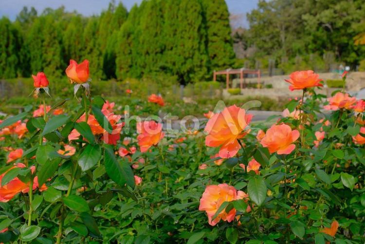 兵庫県立播磨中央公園 兵庫県立播磨中央公園,公園,バラ園の写真素材