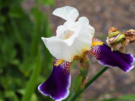 白い花 白い花の写真