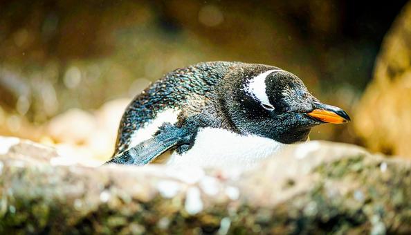 昼寝するペンギンの横顔 昼寝するペンギンの横顔の写真