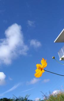 Photo, kivanacosmos, sky, flower, 