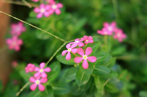 ニチニチソウのピンク色の花 ニチニチソウのピンク色の花の写真