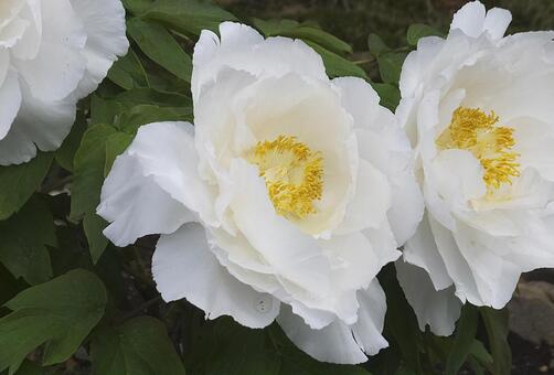 ボタン [Peony]-004の写真