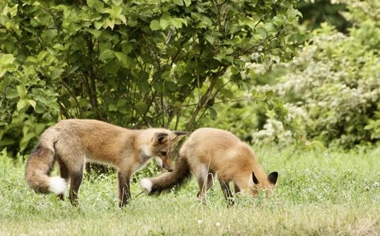 Fox Brothers, JPG Fox Brothers, JPG