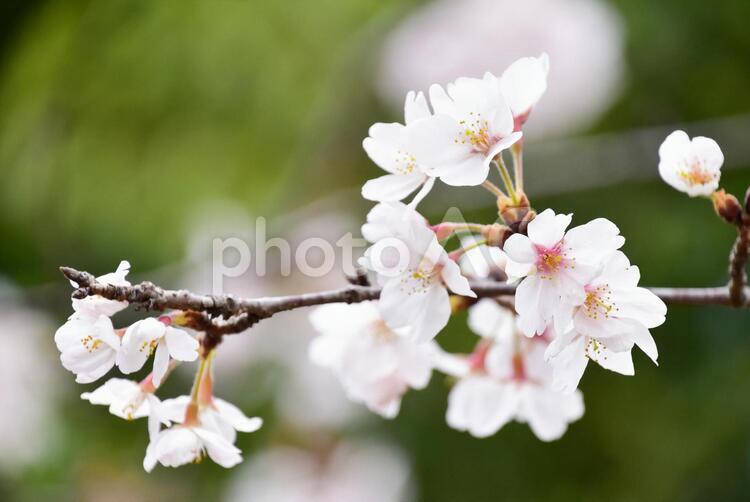 ソメイヨシノ・桜 桜,ソメイヨシノ,春の写真素材