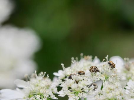 ヒメマルカツオブシムシ ヒメマルカツオブシムシ オルレア,白,虫の写真素材