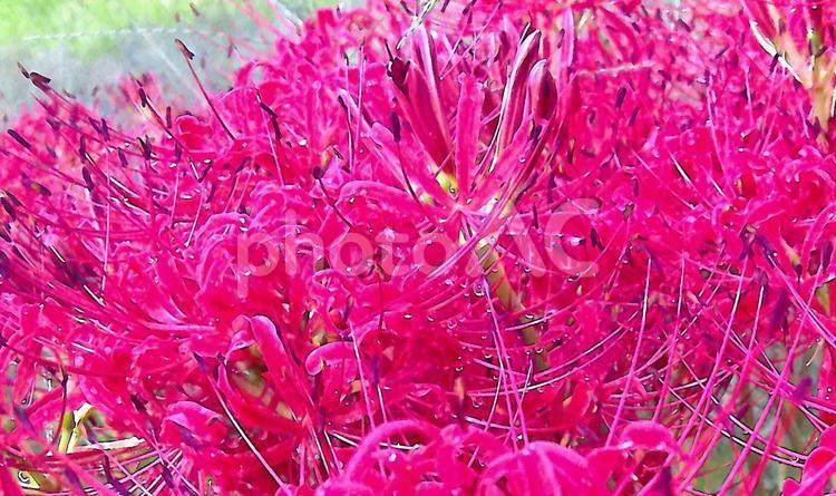 彼岸花　その２ 風景,花,秋の写真素材