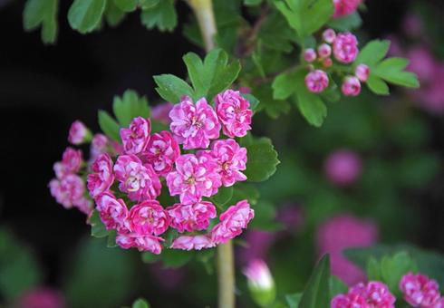 アカバナヤエサンザシ アカバナヤエサンザシ アカバナヤエサンザシ,赤花八重山樝子,赤花八重山査子の写真素材