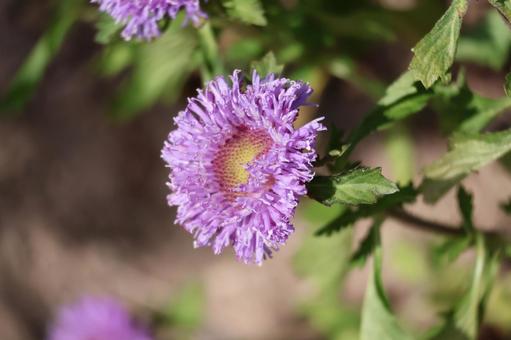 野生に咲くピンクのルリアザミの花のアップ 野生に咲くピンクのルリアザミの花のアップの写真