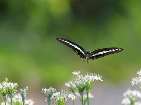 ニラの花とアオスジアゲハ③ ニラの花とアオスジアゲハ③ ニラの花,韮の花,ニラの写真素材