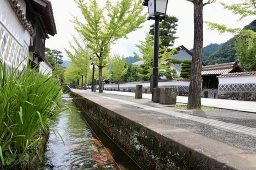 堀割と鯉 堀割と鯉 津和野,白壁,鯉の写真素材