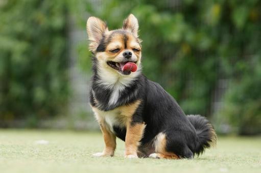 ドッグランのワンコ(ミックス犬) ドッグランのワンコ(ミックス犬) 犬,ミックス犬,dogの写真素材