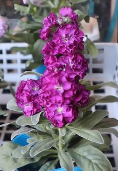 紫羅欄花 ストック,花,flowerの写真素材