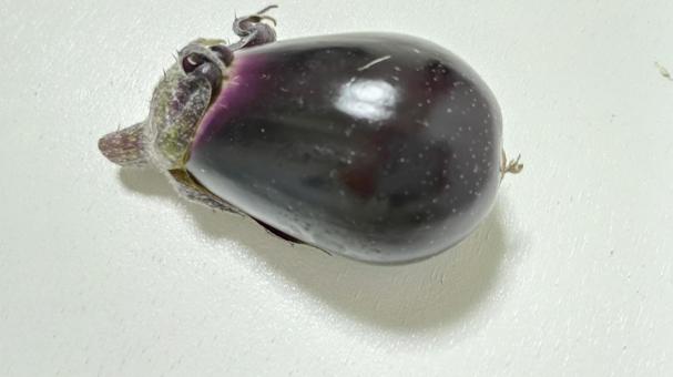 初収穫の茄子 初収穫の茄子の写真