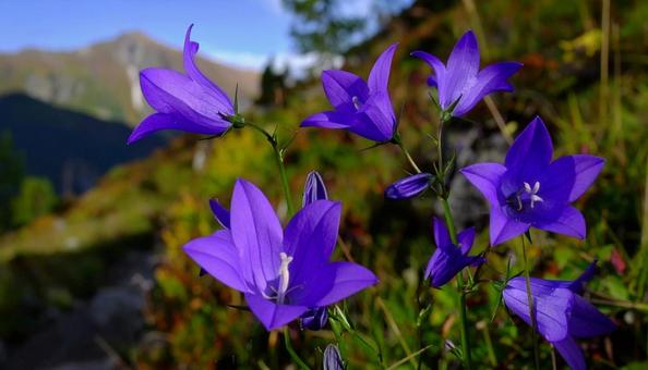 秋の七草 紫色のキキョウ 季節の花 秋の七草 紫色のキキョウ 季節の花の写真