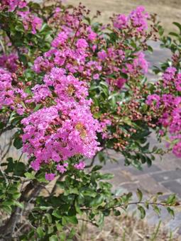 鮮やかなピンクのサルスベリ サルスベリ,百日紅,花の写真素材