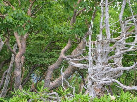 Erman's birch and dead trees on the ridge, JPG