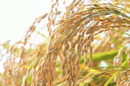 刈取前の稲作風景 稲,稲穂,アップの写真素材